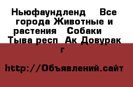 Ньюфаундленд  - Все города Животные и растения » Собаки   . Тыва респ.,Ак-Довурак г.